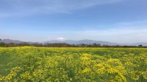 Vẻ đẹp của cánh đồng hoa thì là ở Ninh Thuận